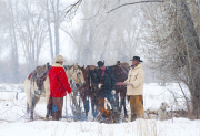 Winter Break From Moving Cattle-