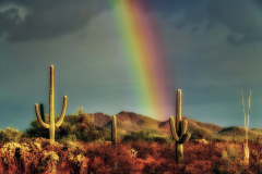 Rainbow and Saguaros