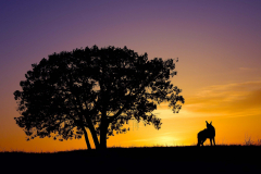 Song Dog And Sunset