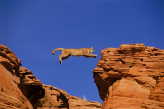 Leap of Faith